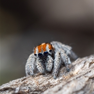 Maratus calcitrans at Denman Prospect, ACT - suppressed