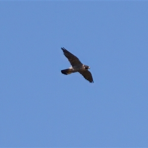 Falco peregrinus at Strathnairn, ACT - 8 Jan 2023 03:58 PM