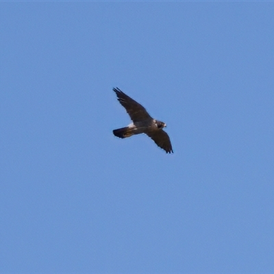 Falco peregrinus (Peregrine Falcon) at Strathnairn, ACT - 8 Jan 2023 by KorinneM