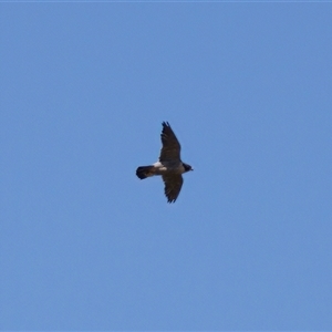 Falco peregrinus at Strathnairn, ACT - 8 Jan 2023 03:58 PM