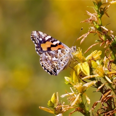 Vanessa kershawi (Australian Painted Lady) at Strathnairn, ACT - 8 Jan 2023 by KorinneM