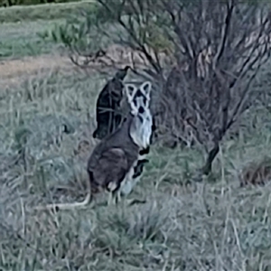 Osphranter robustus robustus at Lyons, ACT - 13 Sep 2024