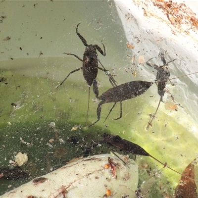 Laccotrephes tristis (Water Scorpion or Toe-biter) at Currowan, NSW - 10 Sep 2024 by UserCqoIFqhZ