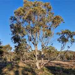 Eucalyptus amplifolia subsp. amplifolia (Cabbage Gum) at Gundary, NSW - 13 Sep 2024 by trevorpreston