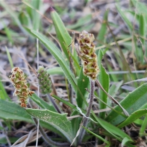 Plantago varia at Gundary, NSW - 13 Sep 2024