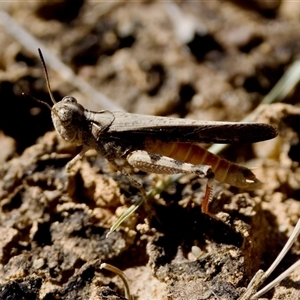 Austroicetes pusilla at Strathnairn, ACT - 8 Jan 2023 04:03 PM