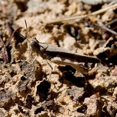 Austroicetes pusilla at Strathnairn, ACT - 8 Jan 2023 04:03 PM