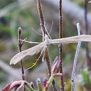 Stenoptilia zophodactylus at Gundary, NSW - 13 Sep 2024 04:44 PM