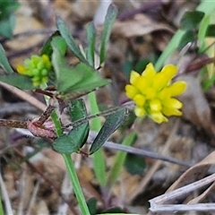 Trifolium dubium (Yellow Suckling Clover) at Gundary, NSW - 13 Sep 2024 by trevorpreston