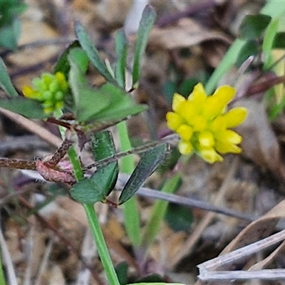 Trifolium dubium (Yellow Suckling Clover) at Gundary, NSW - 13 Sep 2024 by trevorpreston