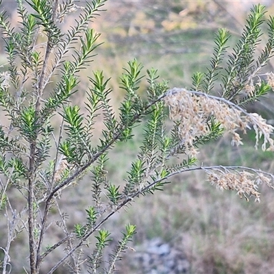 Cassinia sifton (Sifton Bush, Chinese Shrub) at Gundary, NSW - 13 Sep 2024 by trevorpreston