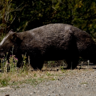 Vombatus ursinus (Bare-nosed Wombat) at Strathnairn, ACT - 8 Jan 2023 by KorinneM