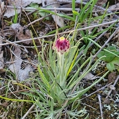 Leucochrysum albicans subsp. tricolor at Gundary, NSW - 13 Sep 2024