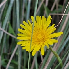 Taraxacum sect. Taraxacum (Dandelion) at Gundary, NSW - 13 Sep 2024 by trevorpreston