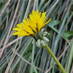 Taraxacum sect. Taraxacum at Gundary, NSW - 13 Sep 2024