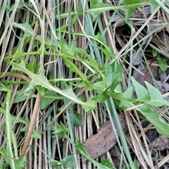 Taraxacum sect. Taraxacum at Gundary, NSW - 13 Sep 2024