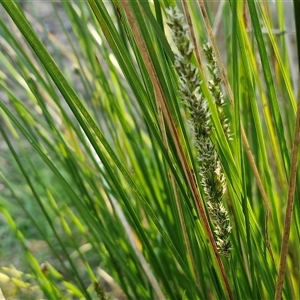 Carex appressa at Gundary, NSW - 13 Sep 2024 04:35 PM