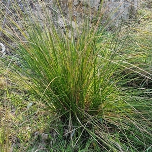 Carex appressa at Gundary, NSW - 13 Sep 2024