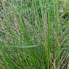 Carex appressa at Gundary, NSW - 13 Sep 2024