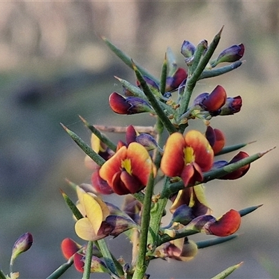 Daviesia genistifolia (Broom Bitter Pea) at Gundary, NSW - 13 Sep 2024 by trevorpreston