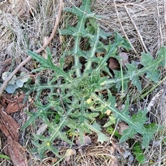 Cirsium vulgare (Spear Thistle) at Gundary, NSW - 13 Sep 2024 by trevorpreston