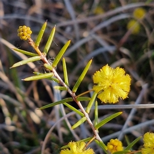 Acacia brownii at Gundary, NSW - 13 Sep 2024 04:24 PM