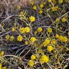 Acacia brownii at Gundary, NSW - 13 Sep 2024