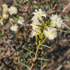 Acacia genistifolia (Early Wattle) at Gundary, NSW - 13 Sep 2024 by trevorpreston