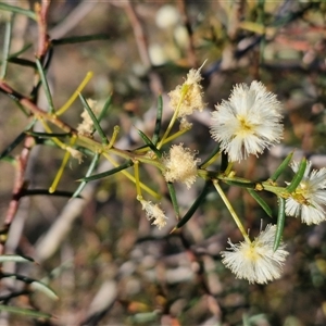 Acacia genistifolia at Gundary, NSW - 13 Sep 2024 04:21 PM