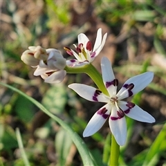 Wurmbea dioica subsp. dioica (Early Nancy) at Gundary, NSW - 13 Sep 2024 by trevorpreston