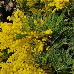 Acacia decurrens (Green Wattle) at Gundary, NSW - 13 Sep 2024 by trevorpreston