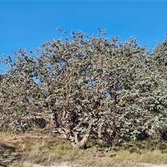 Eucalyptus cinerea subsp. cinerea (Argyle Apple) at Gundary, NSW - 13 Sep 2024 by trevorpreston