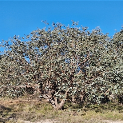 Eucalyptus cinerea subsp. cinerea (Argyle Apple) at Gundary, NSW - 13 Sep 2024 by trevorpreston