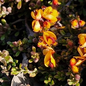 Pultenaea microphylla at Gundary, NSW - 13 Sep 2024 04:15 PM