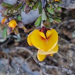 Pultenaea microphylla at Gundary, NSW - 13 Sep 2024 04:15 PM