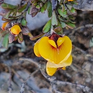 Pultenaea microphylla at Gundary, NSW - 13 Sep 2024 04:15 PM