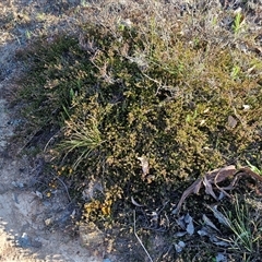 Pultenaea microphylla at Gundary, NSW - 13 Sep 2024 04:15 PM