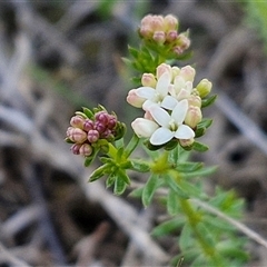 Asperula conferta (Common Woodruff) at Gundary, NSW - 13 Sep 2024 by trevorpreston