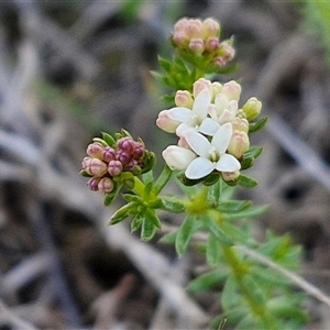 Asperula conferta at Gundary, NSW - 13 Sep 2024