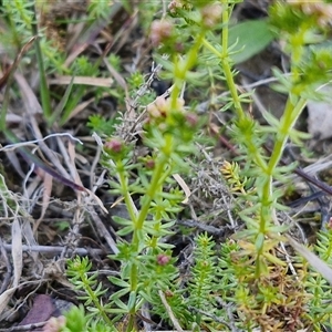 Asperula conferta at Gundary, NSW - 13 Sep 2024