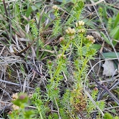 Asperula conferta at Gundary, NSW - 13 Sep 2024