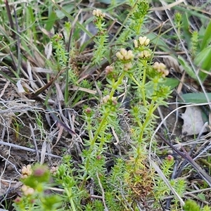 Asperula conferta at Gundary, NSW - 13 Sep 2024