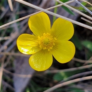 Ranunculus lappaceus at Gundary, NSW - 13 Sep 2024