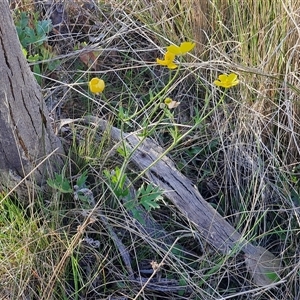 Ranunculus lappaceus at Gundary, NSW - 13 Sep 2024