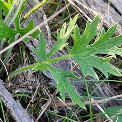 Ranunculus lappaceus at Gundary, NSW - 13 Sep 2024