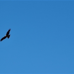 Milvus migrans (Black Kite) at Fitzroy Crossing, WA - 13 Sep 2024 by Mike