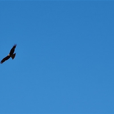 Milvus migrans (Black Kite) at Fitzroy Crossing, WA - 13 Sep 2024 by Mike