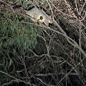 Trichosurus vulpecula at Latham, ACT - 13 Sep 2024 07:01 PM