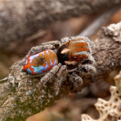 Maratus calcitrans (Kicking peacock spider) at Forde, ACT - 13 Sep 2024 by DPRees125