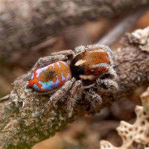 Maratus calcitrans at Forde, ACT - 13 Sep 2024